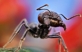 macro