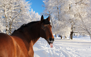 horse, winter, snow, animals