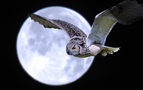 night, fly, animals, owl, bird