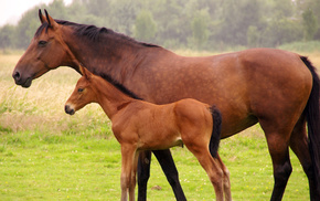 horse, animals