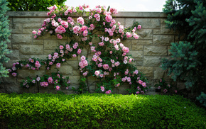 flowers, nature, bushes, wall, roses