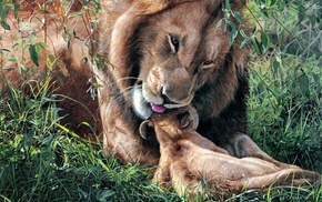 lion, art, animals