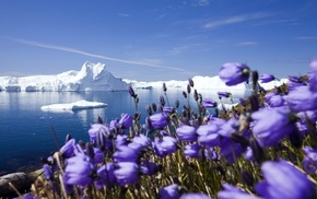 ice, ocean, snow, frost, nature