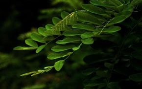 greenery, macro, leaves, branch