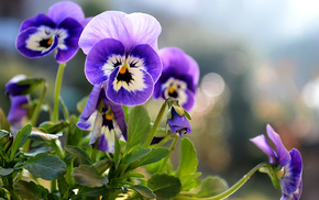 summer, flowers