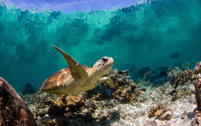 water, ocean, macro, animals