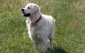 field, animals, dog, summer