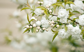 flowers, branch, white flowers, petals, leaves