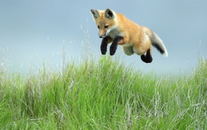 fox, animals, bounce, grass