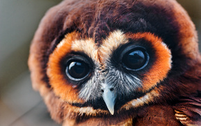 owl, animals, eyes