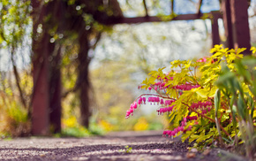 park, flowers, nature, pink, runway