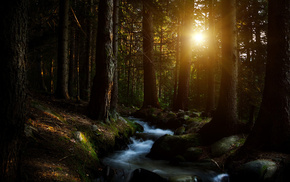trees, nature, Sun, creek, forest