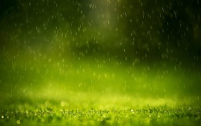 water, macro, grass, rain