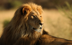 animals