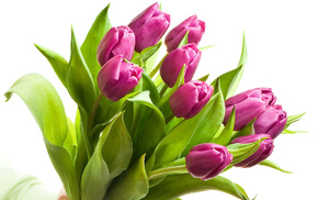 bouquet, flowers, tulips