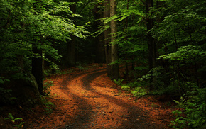 nature, forest, road, summer