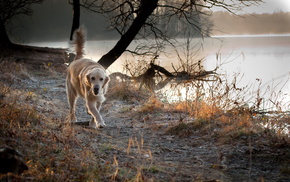 animals, dog, lake, nature