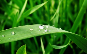 macro, drops, grass