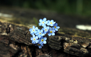 brown, flowers, tree