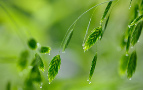 greenery, dew, macro, drops, grass