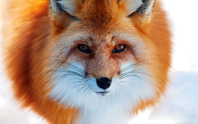 red hair, snow, fox, animals, winter