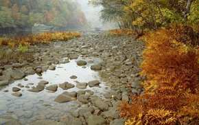 trees, forest, river, autumn, stones