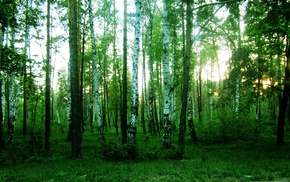 summer, forest, greenery