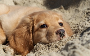 nature, sand, animals, dog