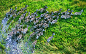 grass, animals