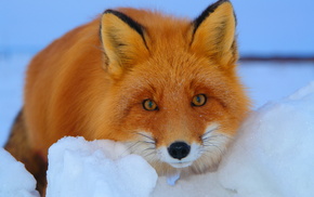 animals, winter, red hair, fox, snow