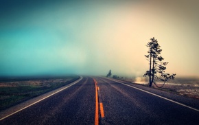 tree, road, nature, mist, stunner