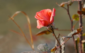rose, flowers, nature