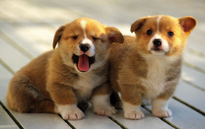 puppies, background, animals