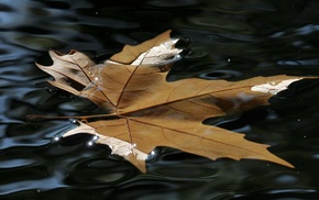 leaf, macro, water