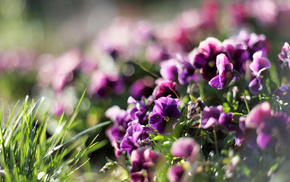flowers, plants