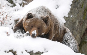 animals, winter, bear