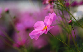 pink, macro, flowers, flower