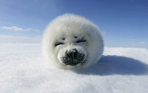 sky, animals, snow