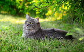 animals, grass, summer