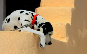 animals, wall