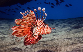 sand, animals, ocean, sea