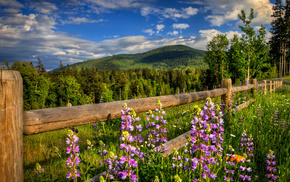fence, forest, mountain, spring, flowers