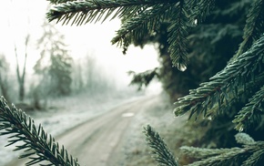 road, nature, mist, morning