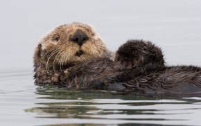 water, animals