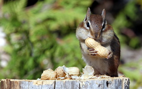 animals, nature