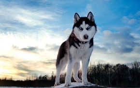 snow, forest, animals