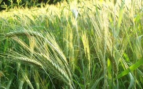 nature, wheat