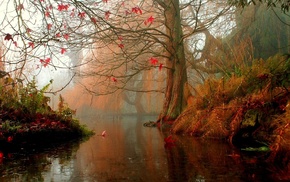 water, autumn, tree, leaves
