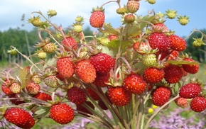 field, delicious, bouquet