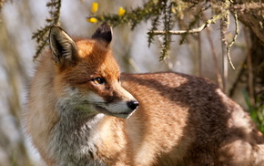 nature, animals, background, fox